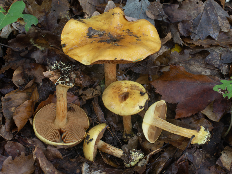 Cortinarius fulvocitrinus